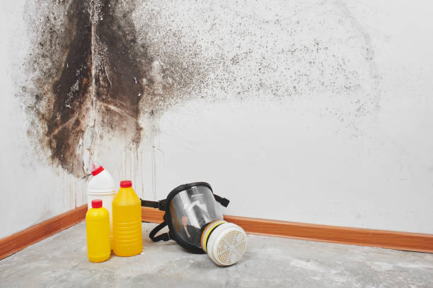 Best Insurance-Related Mold Remediation in Fort Benton, MT