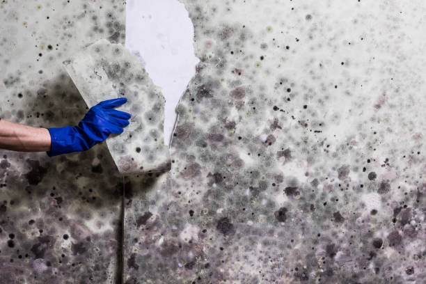 Professional Mold Remediation in Fort Benton, MT